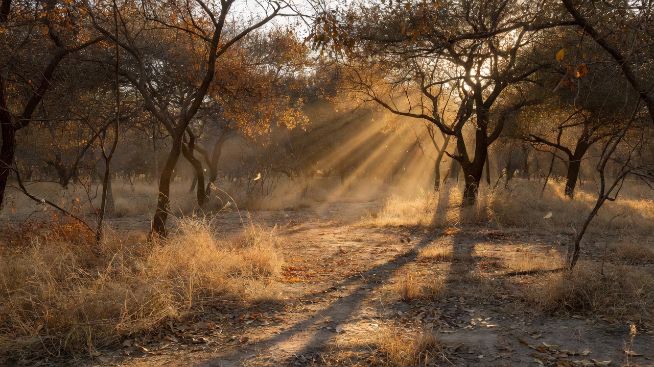 Sunlight falling across trees and dry vegetation in a forest landscape